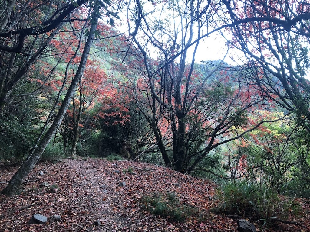 滿是紅葉的林道